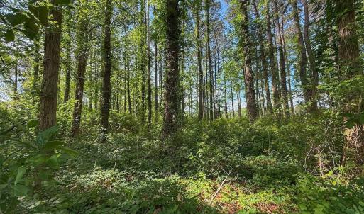 Photo #40 of Off Sailhaven Dr, Oriental, NC 1.1 acres