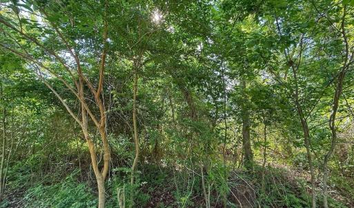 Photo #41 of Off Sailhaven Dr, Oriental, NC 1.1 acres