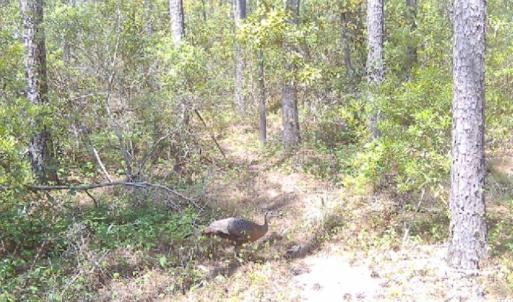 Photo #21 of 501 Drawbridge Rd, Hobucken, NC 461.0 acres