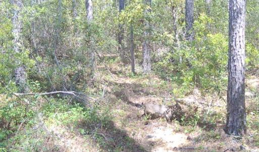 Photo #22 of 501 Drawbridge Rd, Hobucken, NC 461.0 acres