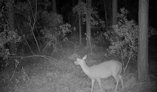 Photo #24 of 501 Drawbridge Rd, Hobucken, NC 461.0 acres