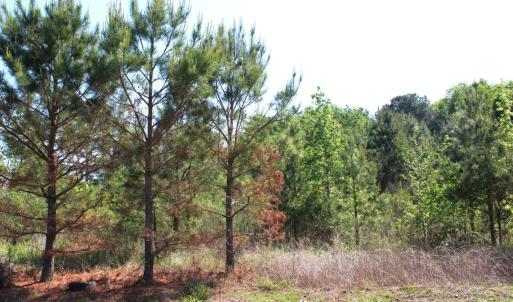 Photo #13 of 241 Joe Phelps Road, Aulander, NC 1.0 acres