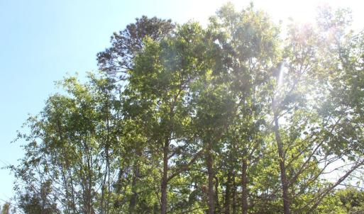Photo #14 of 241 Joe Phelps Road, Aulander, NC 1.0 acres