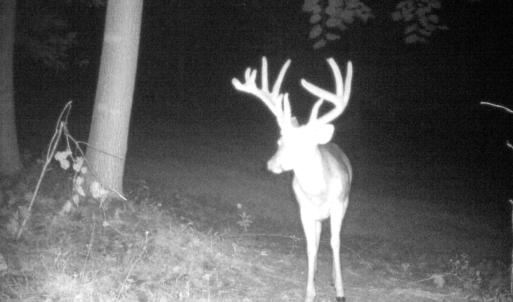 Photo #10 of Off Yorkshire Drive, Sandy Level, VA 20.0 acres