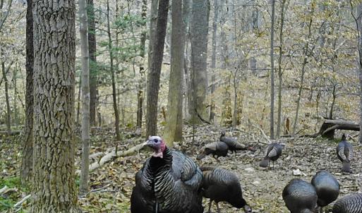 Photo #11 of Off Yorkshire Drive, Sandy Level, VA 20.0 acres