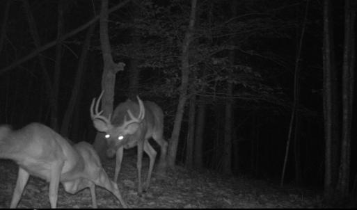 Photo #15 of Off Yorkshire Drive, Sandy Level, VA 20.0 acres