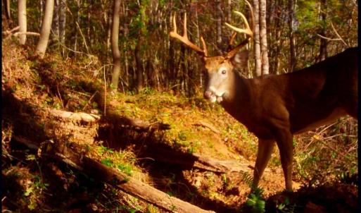 Photo #17 of Off Yorkshire Drive, Sandy Level, VA 20.0 acres