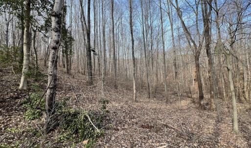 Photo #18 of Off Yorkshire Drive, Sandy Level, VA 20.0 acres