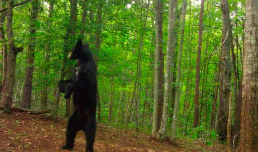 Photo #19 of Off Yorkshire Drive, Sandy Level, VA 20.0 acres