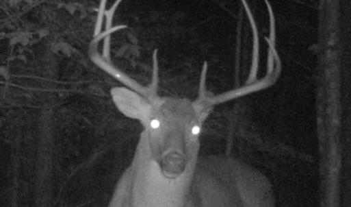 Photo #4 of Off Yorkshire Drive, Sandy Level, VA 20.0 acres