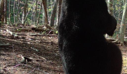 Photo #8 of Off Yorkshire Drive, Sandy Level, VA 20.0 acres