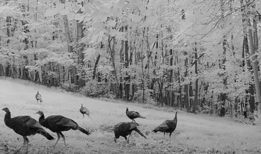 Photo #28 of Off Yorkshire Drive, Sandy Level, VA 20.0 acres