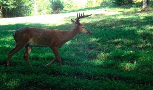Photo #34 of Off Yorkshire Drive, Sandy Level, VA 20.0 acres