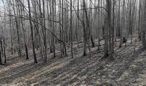 Photo #60 of Off Yorkshire Drive, Sandy Level, VA 20.0 acres