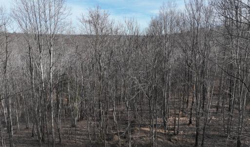 Photo #63 of Off Yorkshire Drive, Sandy Level, VA 20.0 acres