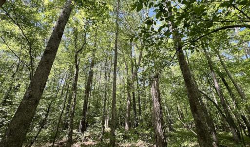 Photo #17 of Off Briston Brown Road, Littleton, NC 18.8 acres