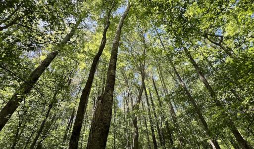 Photo #18 of Off Briston Brown Road, Littleton, NC 18.8 acres