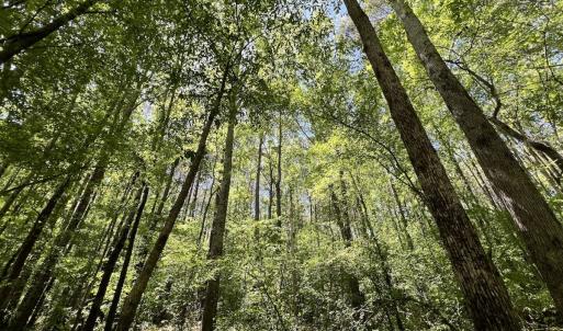 Photo #20 of Off Briston Brown Road, Littleton, NC 18.8 acres