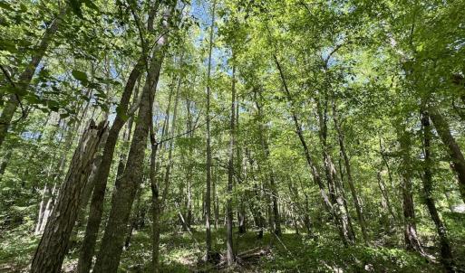 Photo #22 of Off Briston Brown Road, Littleton, NC 18.8 acres