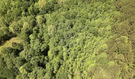 Photo #23 of Off Briston Brown Road, Littleton, NC 18.8 acres