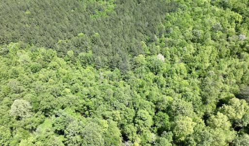 Photo #8 of Off Briston Brown Road, Littleton, NC 18.8 acres