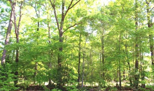 Photo #11 of Off Medoc Mountain Road, Hollister, NC 2.6 acres