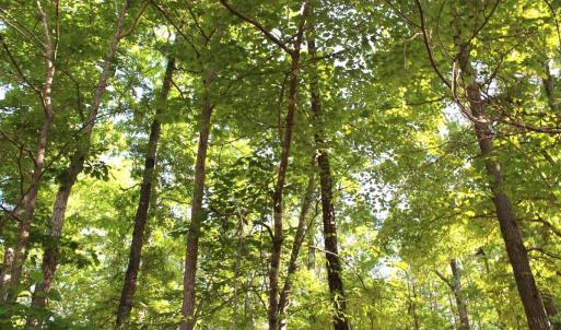Photo #12 of Off Medoc Mountain Road, Hollister, NC 2.6 acres