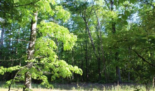 Photo #13 of Off Medoc Mountain Road, Hollister, NC 2.6 acres