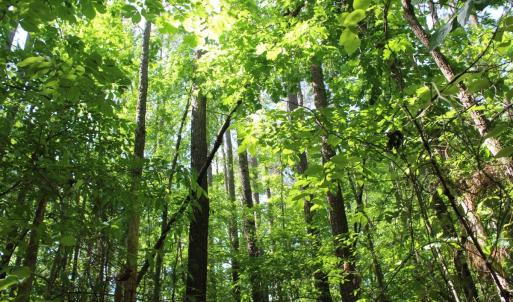 Photo #20 of Off Sims Bridge Road, Kittrell, NC 1.4 acres