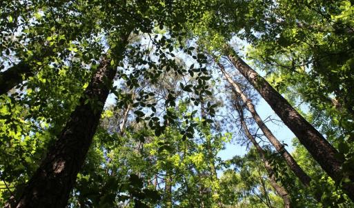 Photo #21 of Off Sims Bridge Road, Kittrell, NC 1.4 acres