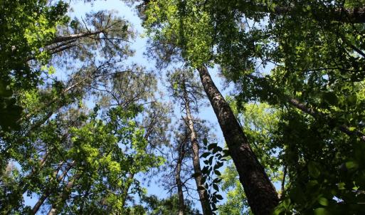 Photo #22 of Off Sims Bridge Road, Kittrell, NC 1.4 acres
