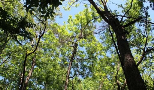 Photo #24 of Off Sims Bridge Road, Kittrell, NC 1.4 acres