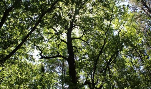 Photo #25 of Off Sims Bridge Road, Kittrell, NC 1.4 acres