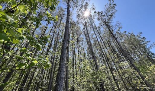 Photo #27 of Off Holly Oak Drive, Blounts Creek, NC 3.7 acres