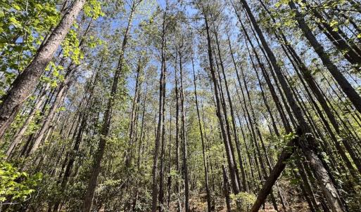 Photo #28 of Off Holly Oak Drive, Blounts Creek, NC 3.7 acres