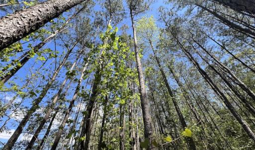 Photo #29 of Off Holly Oak Drive, Blounts Creek, NC 3.7 acres