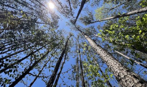 Photo #30 of Off Holly Oak Drive, Blounts Creek, NC 3.7 acres