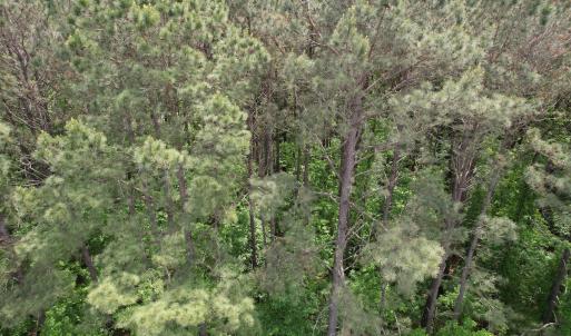 Photo #10 of 2692 Pleasant Hope Rd, Fairmont, NC 5.0 acres