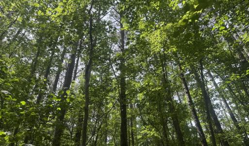 Photo #18 of 2692 Pleasant Hope Rd, Fairmont, NC 5.0 acres
