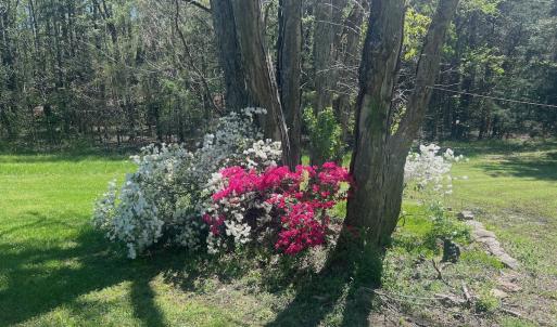 Photo #21 of 900 Buffalo Creek Rd, Buffalo Junction, VA 29.0 acres