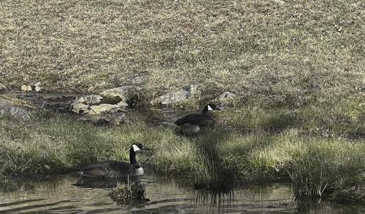 Photo #73 of 1504 Hutchison Rd. New Castle, VA, New Castle , VA 89.0 acres