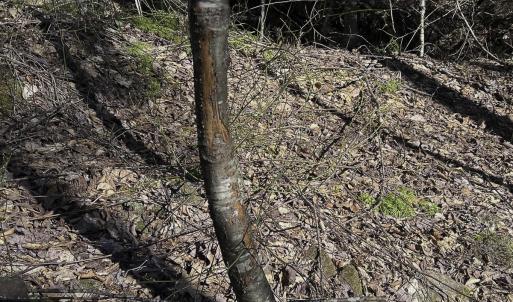 Photo #76 of 1504 Hutchison Rd. New Castle, VA, New Castle , VA 89.0 acres