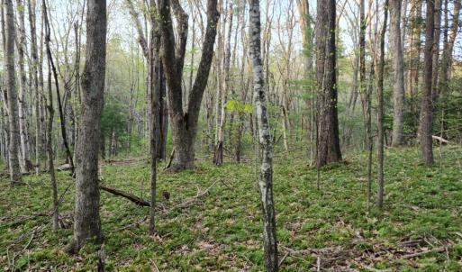 Photo #25 of 1120 Sam Snead Highway, Hot Springs, VA 23.6 acres