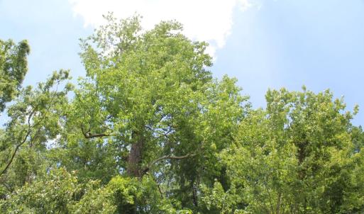 Photo #17 of Off Wiley Gaskins Road, Grifton, NC 1.1 acres