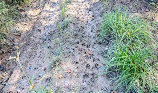 Photo #13 of Womack Rd. , Broadway, NC 715.9 acres
