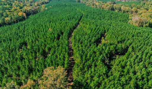 Photo #71 of Womack Rd. , Broadway, NC 715.9 acres