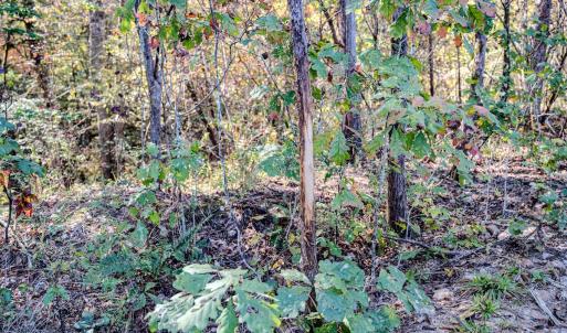 Photo #83 of Womack Rd. , Broadway, NC 715.9 acres