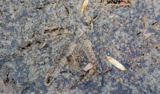 Photo #89 of Womack Rd. , Broadway, NC 715.9 acres