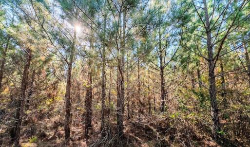 Photo #92 of Womack Rd. , Broadway, NC 715.9 acres