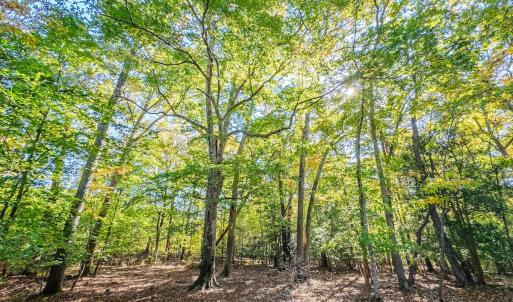 Photo #94 of Womack Rd. , Broadway, NC 715.9 acres
